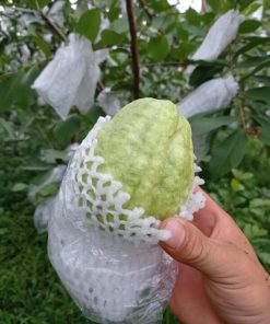 Xốp Bao Ổi Xốp Bao Ổi