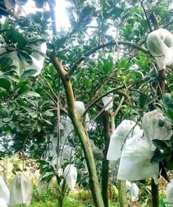 Túi Vải Bao Bưởi