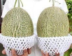 Xốp Bọc Dưa Lưới Xốp Bọc Dưa Lưới