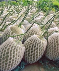 Xốp Bao Dưa Lưới Xốp Bao Dưa Lưới