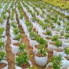 Túi vải trồng cây 20x20 không quai