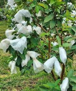 Xốp bọc ổi trọn bộ (1kg) Xốp bọc ổi trọn bộ (1kg)
