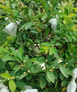 Xốp bọc ổi trọn bộ (1kg) Xốp bọc ổi trọn bộ (1kg)