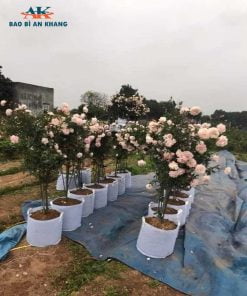 Chậu vải trồng hoa hồng, chậu vải trồng cây, túi vải trồng cây, túi vải ươm cây