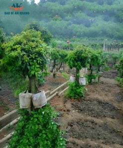 chậu vải trồng cây, túi vải trồng cây