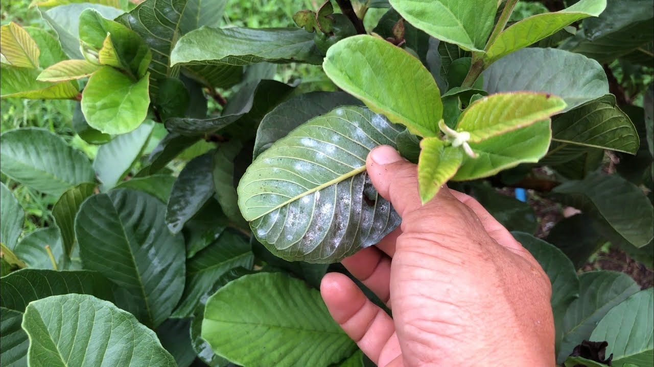 Cây ổi bị rệp rầy trắng