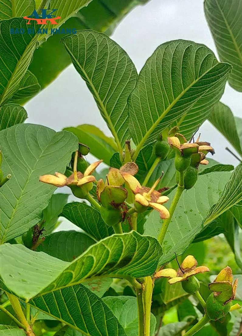 Cây ổi ra trái non