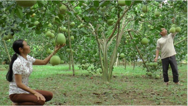 Cây bưởi da xanh