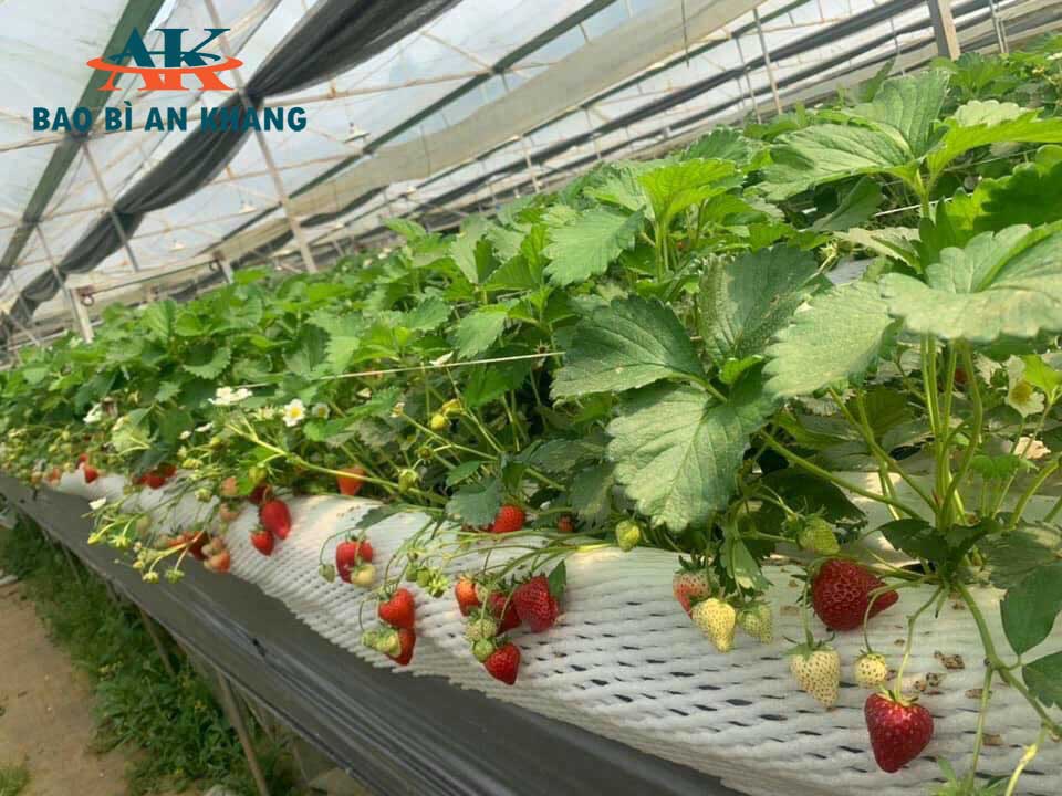 Xốp lưới bọc dâu tây