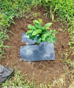 Bạt phủ cỏ 40x 40cm Bạt phủ cỏ 40x 40cm