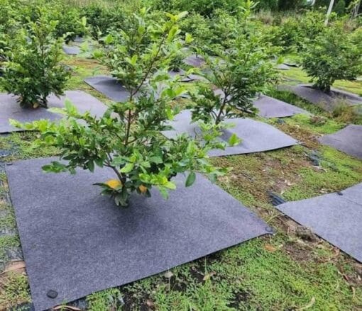Bạt chống cỏ giá rẻ 80x80cm