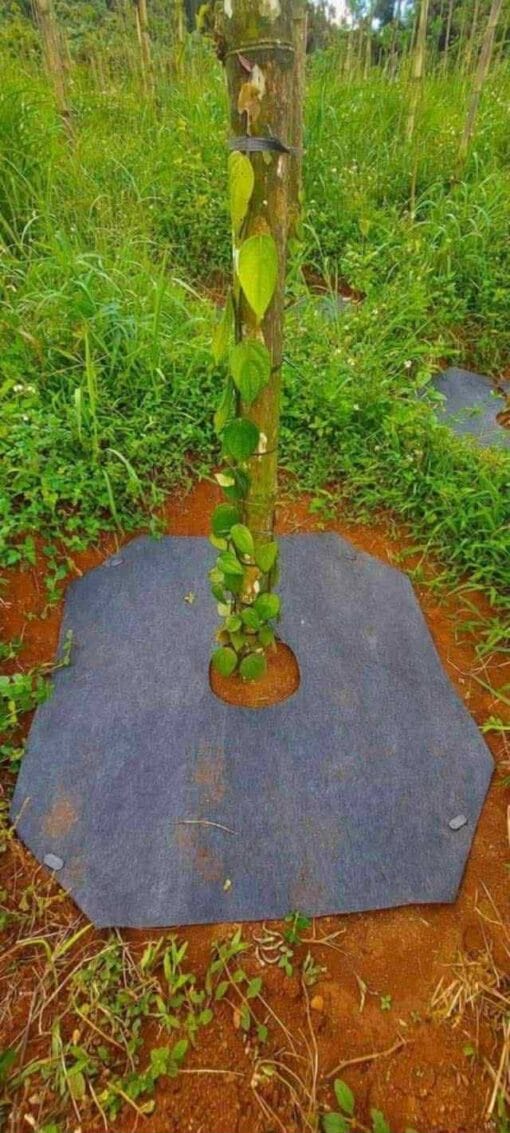 Bạt phủ gốc cỏ 60x60cm