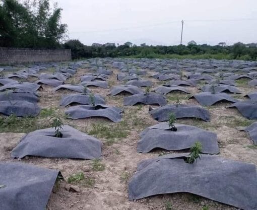 Bạt phủ gốc cỏ 60x60cm